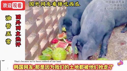 吃猪瓜娱乐,揭秘娱乐圈的欢乐与泪水